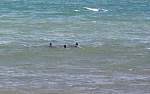 IMG_2602 three dolphins granity.JPG